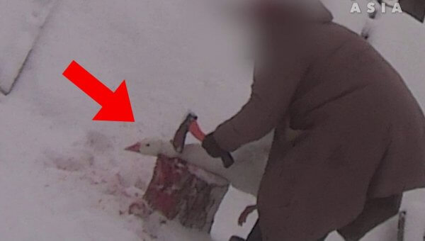 PETA Asia Investigation: How Geese Are Slaughtered for ‘Responsible’ Down