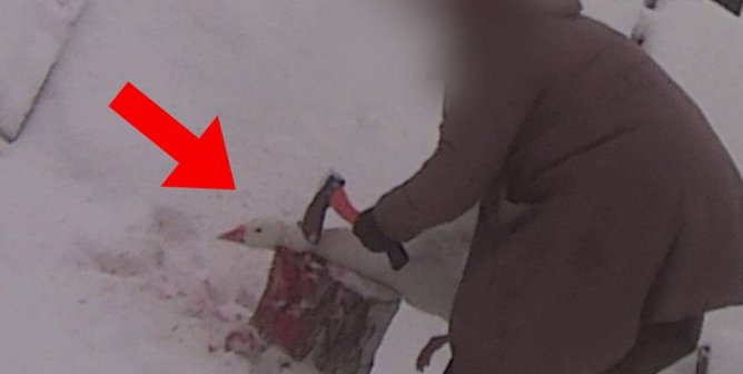 PETA Asia Investigation: How Geese Are Slaughtered for ‘Responsible’ Down