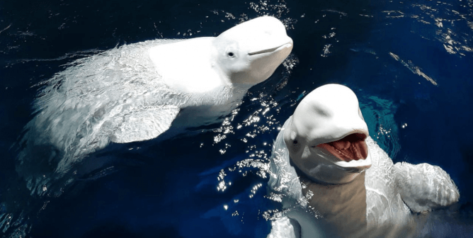 ‘The Great Whale Rescue’ Highlights the Powerful Journey of Beluga Whales From a Marine Park to the First-of-Its-Kind Beluga Sanctuary