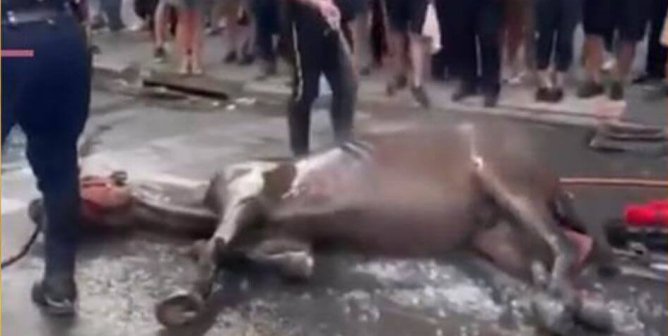 Ryder Is Dead, and No Other Horse Should Suffer as He Did