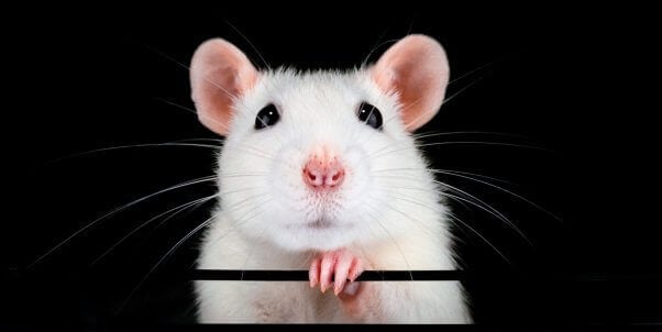 close up of a rat, to represent those animals used in decompression tests funded by the U.S. Navy, as well as other cruel experiments
