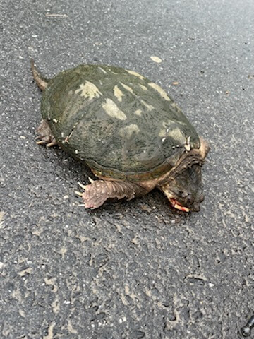 injured snapping turtle
