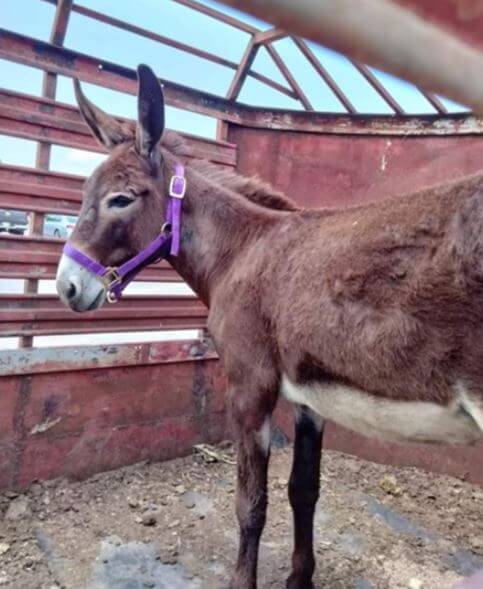 donkey rescued by PETA CID in new home