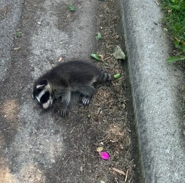 juvenile raccoon ailing in street