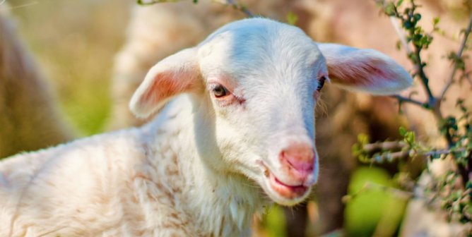 small lamb beside tree branch