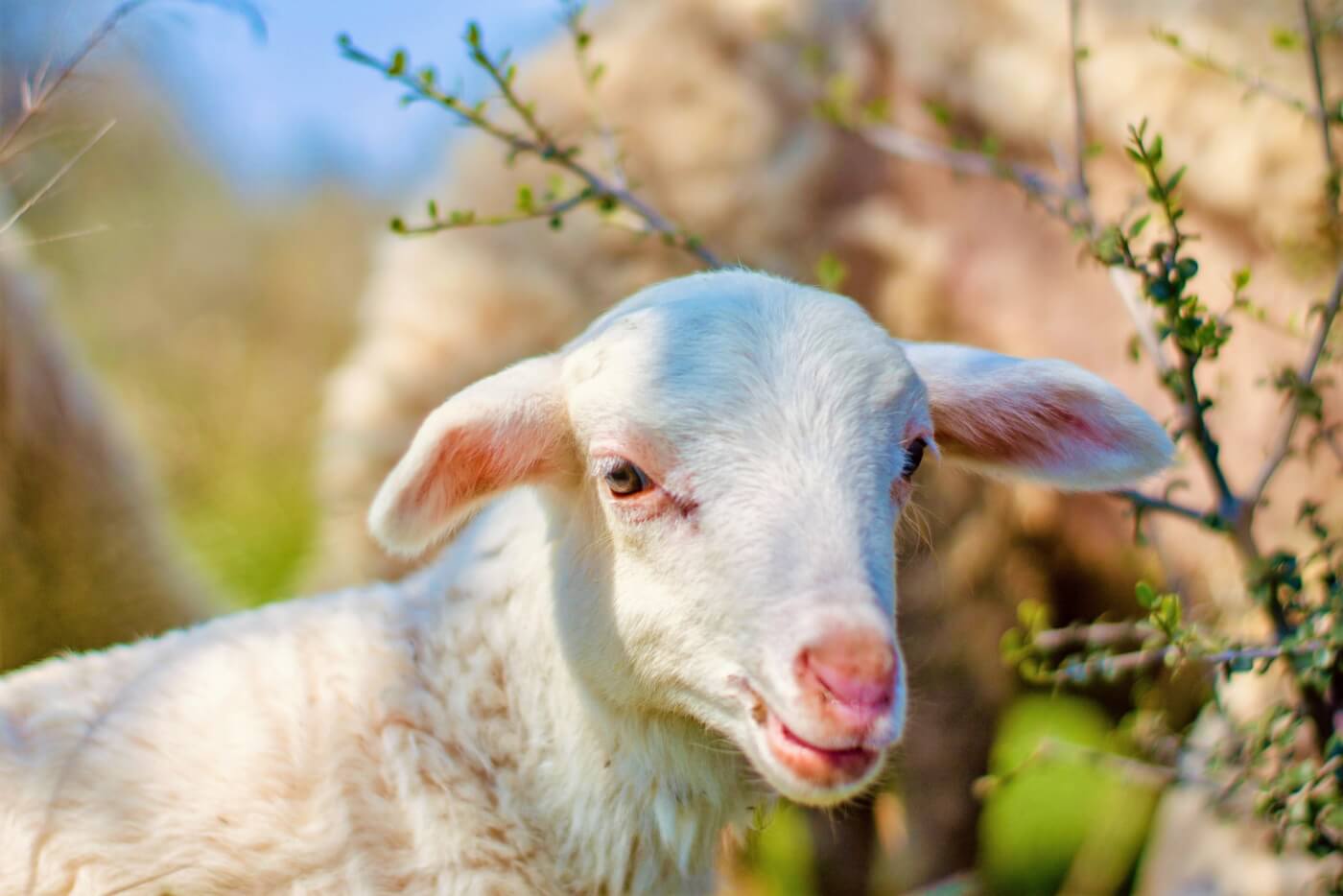 Is Halal Slaughter Kind to Animals? | PETA Is Halal Slaughter Kind to Animals? | PETA
