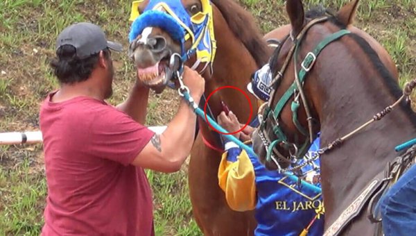 Drugged Horses Die in Underground Races—Take Action