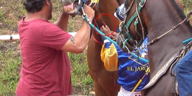 injecting horse