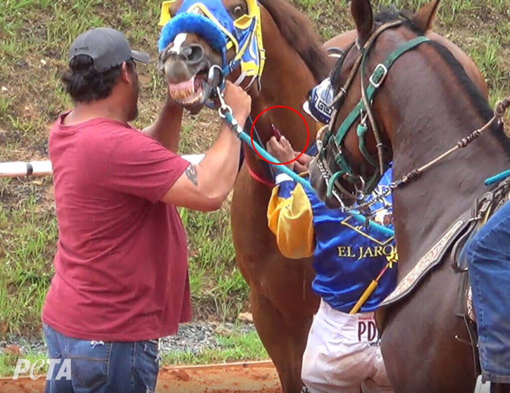injecting horse