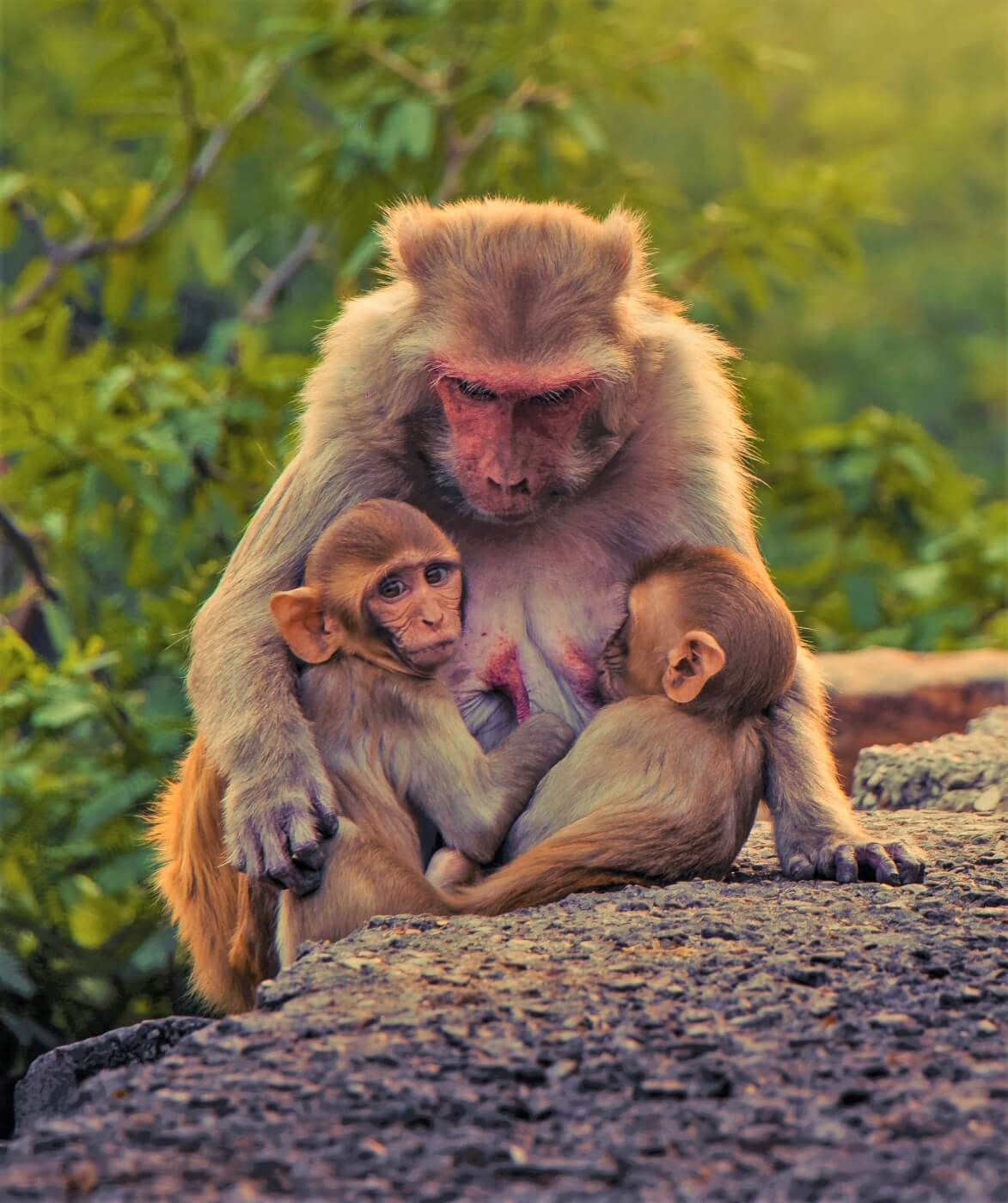 three monkeys on rockside