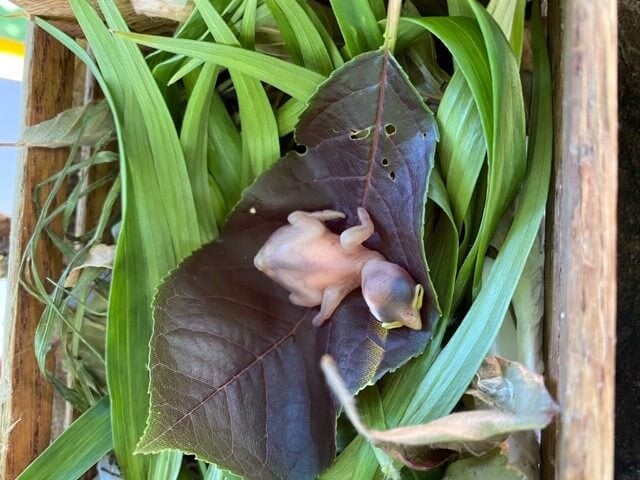 orphaned nestling found on hiking trail