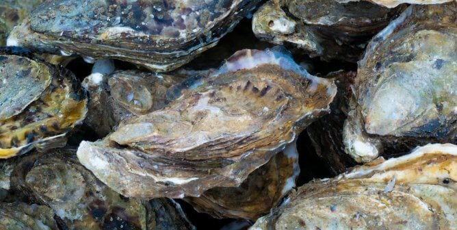 several oysters stacked on each other