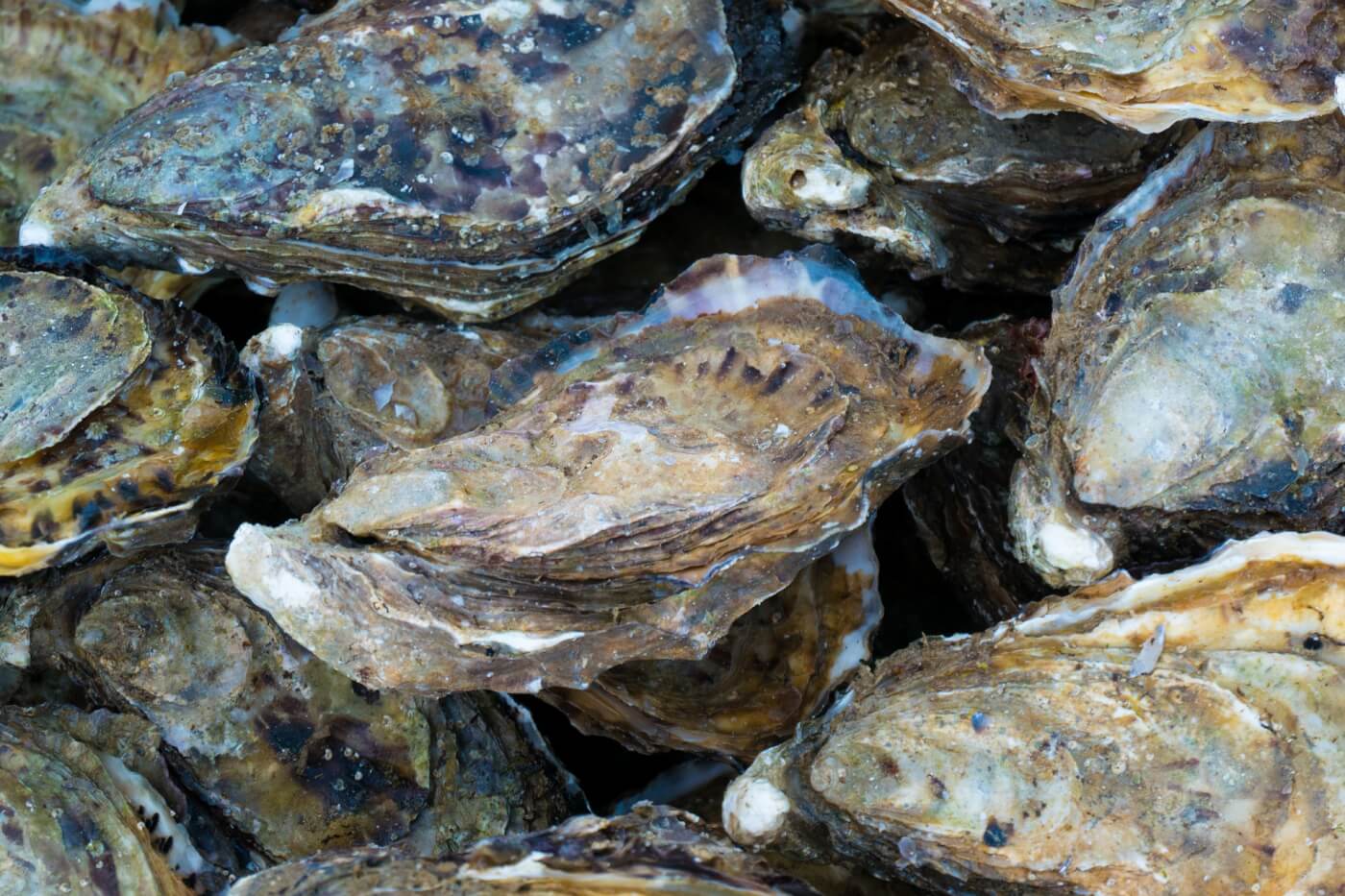 several oysters stacked on each other