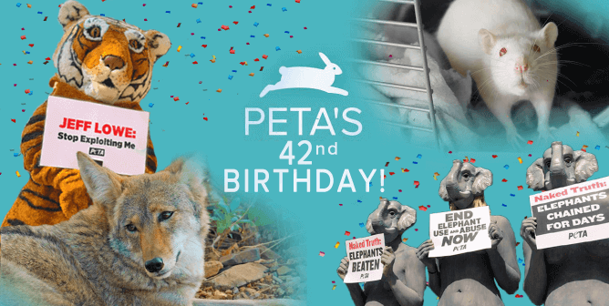 PETA birthday with protest and animal images