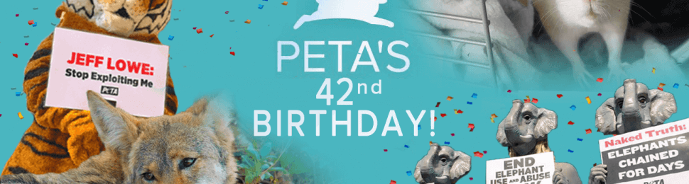 PETA birthday with protest and animal images