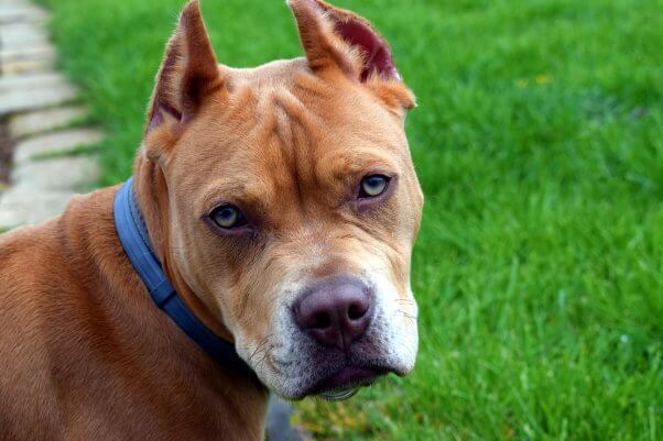 A tawny dog who was subjected to ear cropping locks eyes with the camera