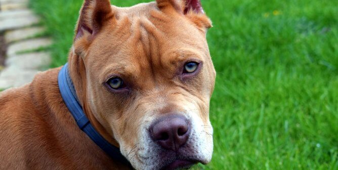 Canine Cosmetic Surgery? These Procedures Are Painful for Dogs