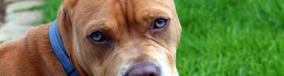 A tawny dog who was subjected to ear cropping locks eyes with the camera