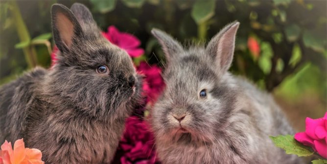 Please Urge the Village of Lincolnwood, IL, to Enforce Its Ordinances!