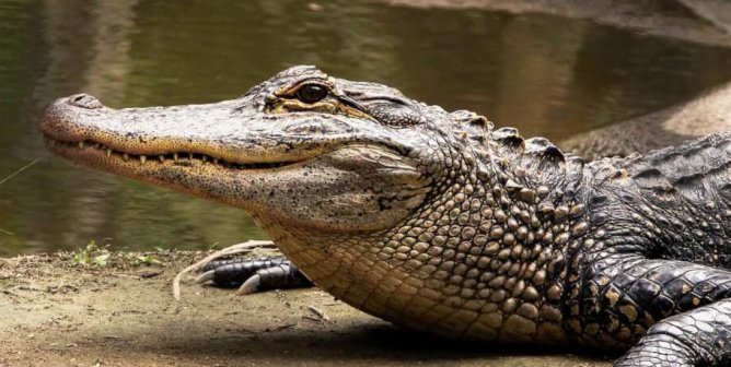Video Taken at Lagoon in Mexico Serves as a Reminder to Leave Wildlife Alone