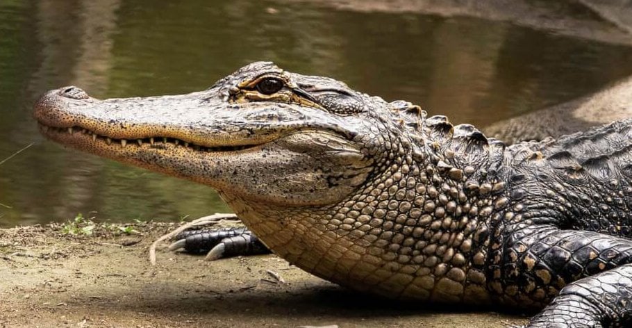 Hombre que ataca estanque de cocodrilos enfrenta consecuencias