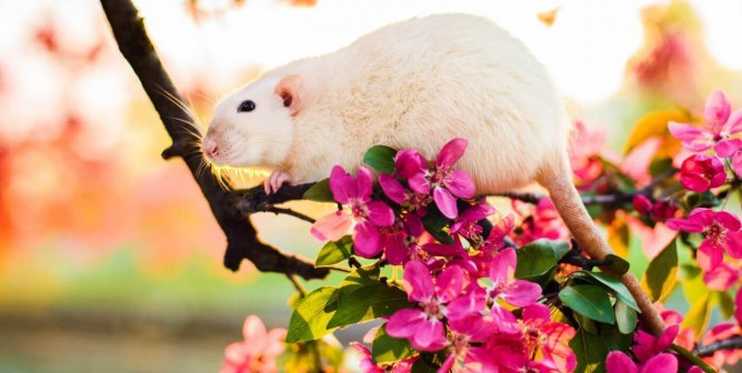 rat sitting in rose apple blossom