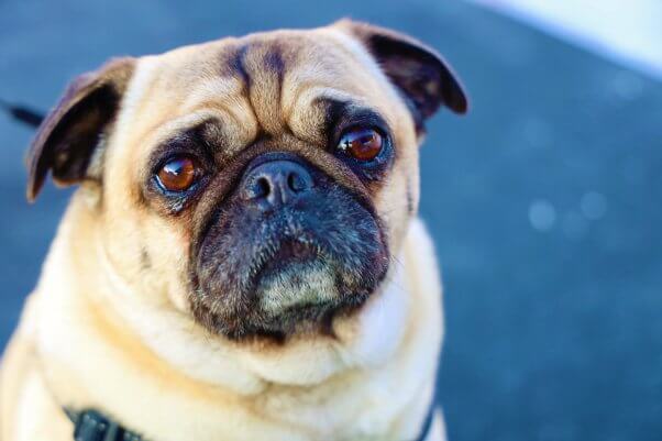 sad pug on harness