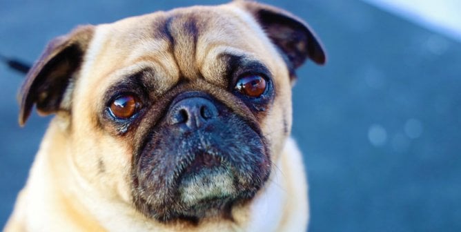 sad pug on harness