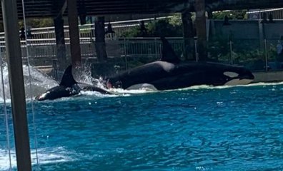 VIDEO: Eyewitness Reveals Bloody Attack of an Orca at SeaWorld San Diego