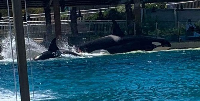 Orcas at seaworld