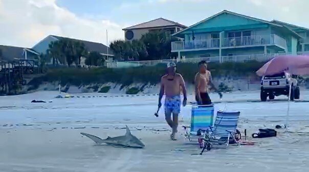 A shark, suffocating on the shore of a beach with two young men behind it