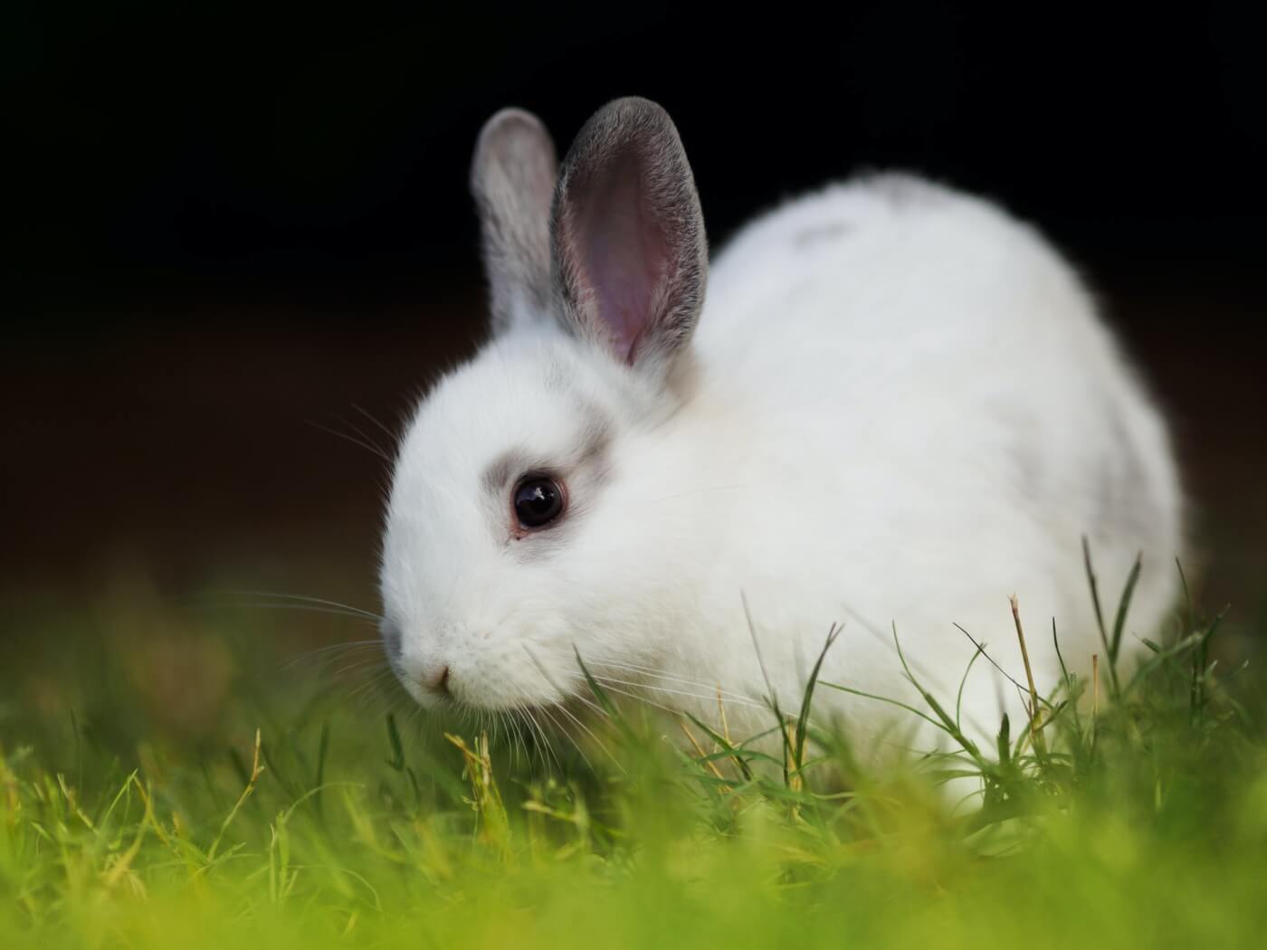 Small white rabbit on grass