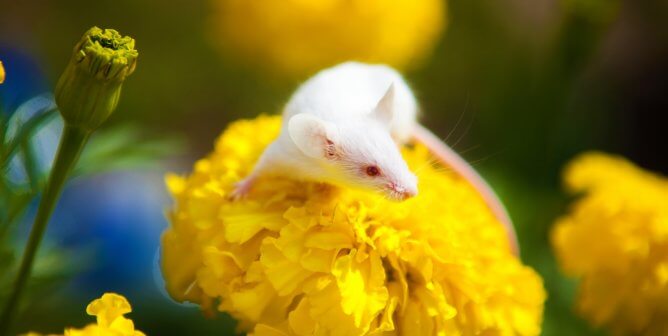 White mouse sitting on a yellow flower