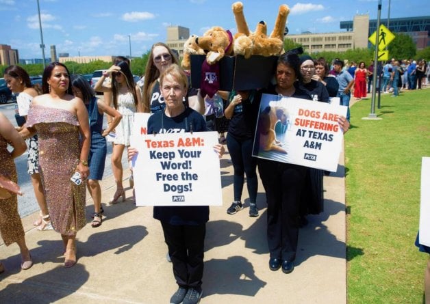 A Dog Named Pee Wee: Case Study in Texas A&M Laboratory Cruelty