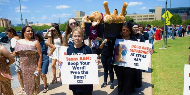 A Dog Named Pee Wee: Case Study in Texas A&M Laboratory Cruelty