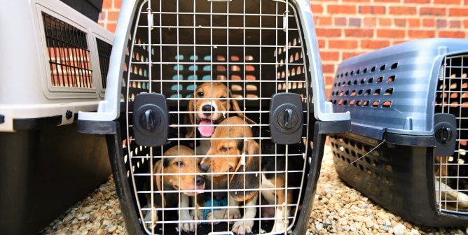 three rescued beagles from envigo