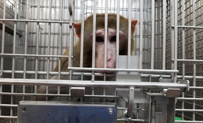 Animals Scalded to Death, Starved as These 5 Universities Rake In Taxpayer Cash