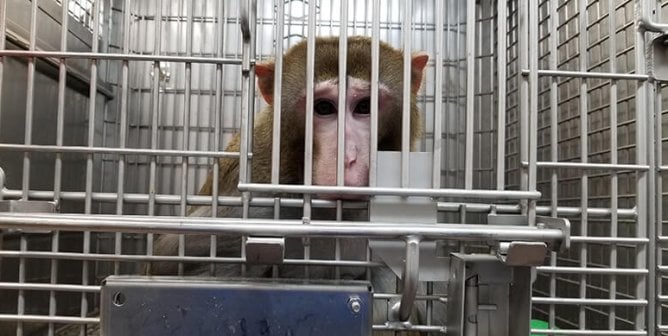 Step Up or Step Aside: Judge Gives DA Deadline to Act on Behalf of Monkeys