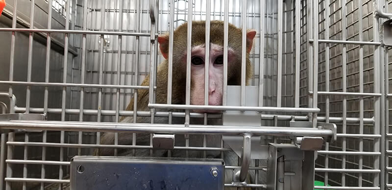 caged monkey who is being used in an experiment