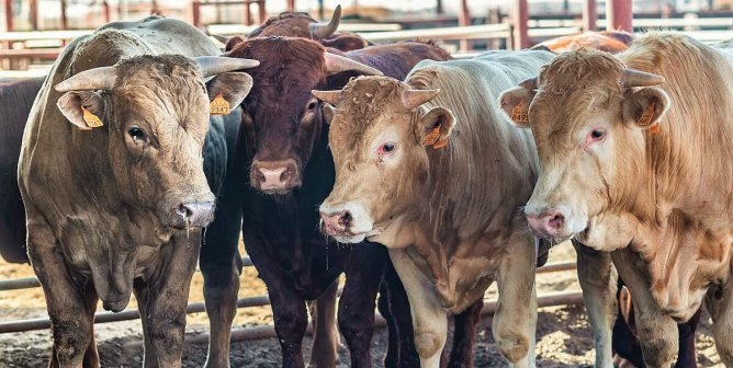 PETA Urges Pakistani Vet Schools to End Cow ‘Rectal Palpation’ Drills