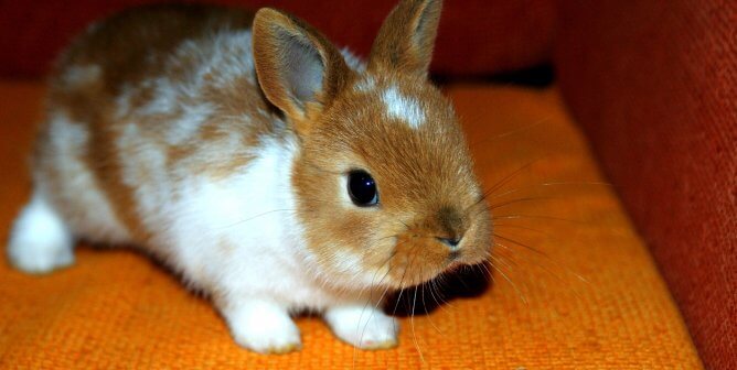 PETA’s Research Modernization Deal Kicks Animal Tests to the Curb