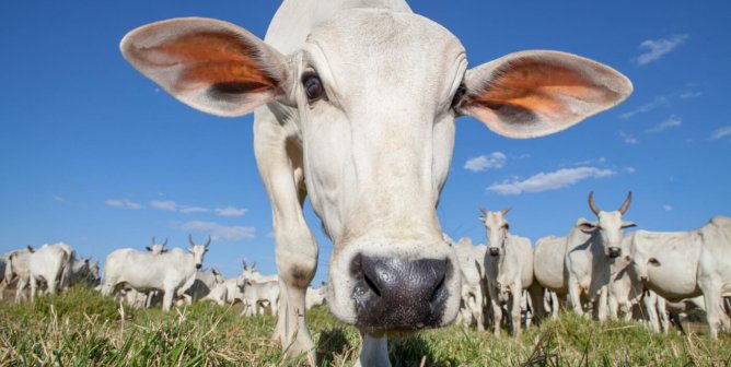 White cow with big ears looking at camera