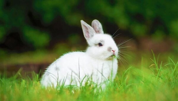 White rabbit with gray markings in the grass