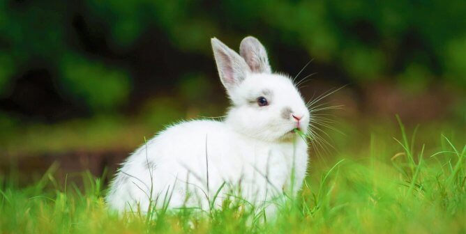 White rabbit with gray markings in the grass