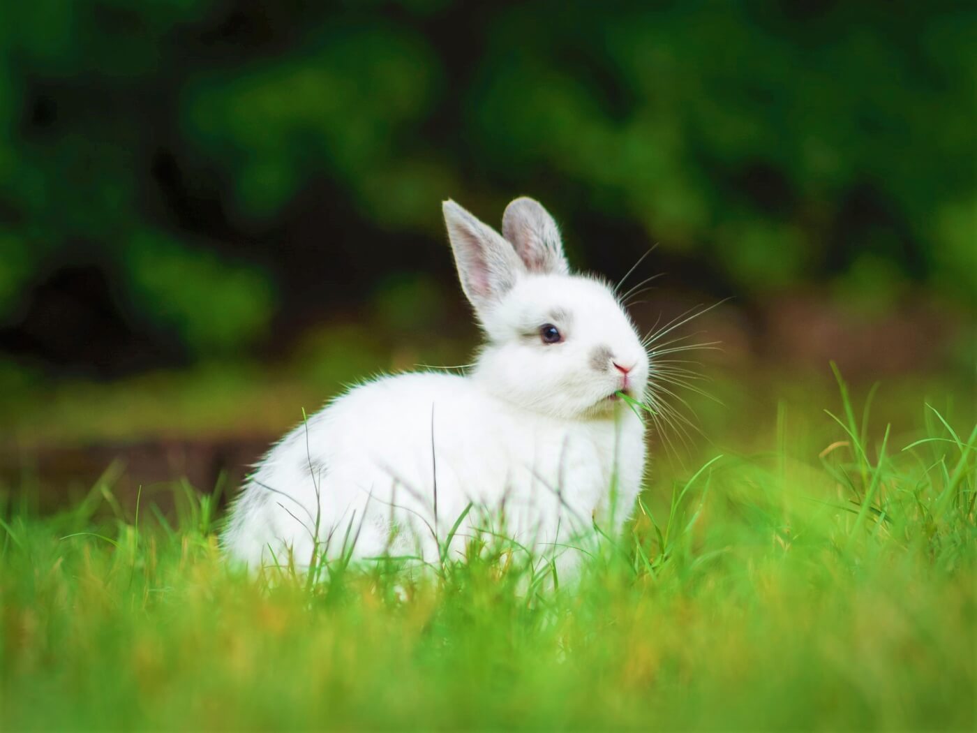 white rabbit with gray markings Learn How Bunnies Are Suffering This Easter