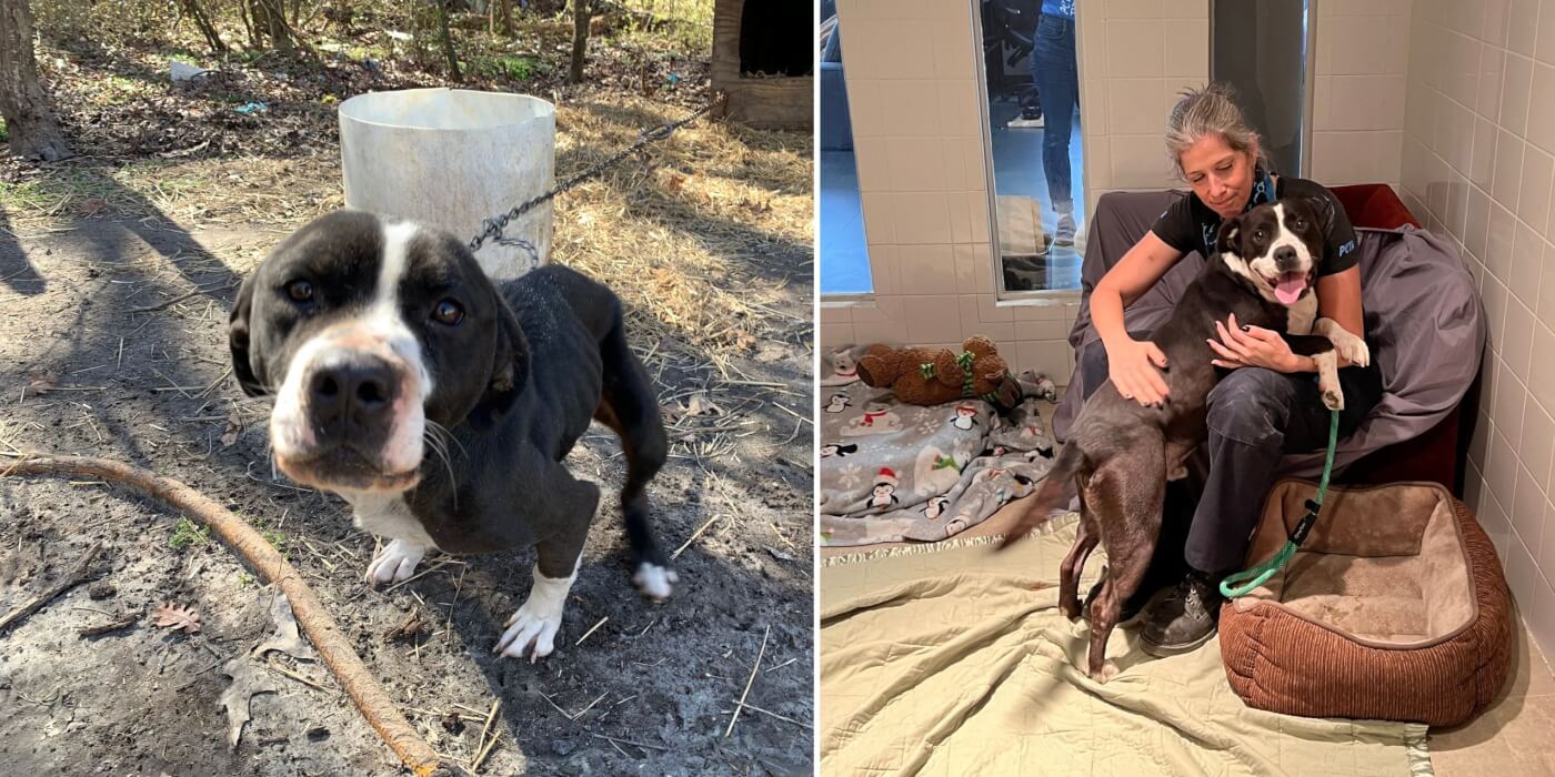 A dog named Duke before and after PETA