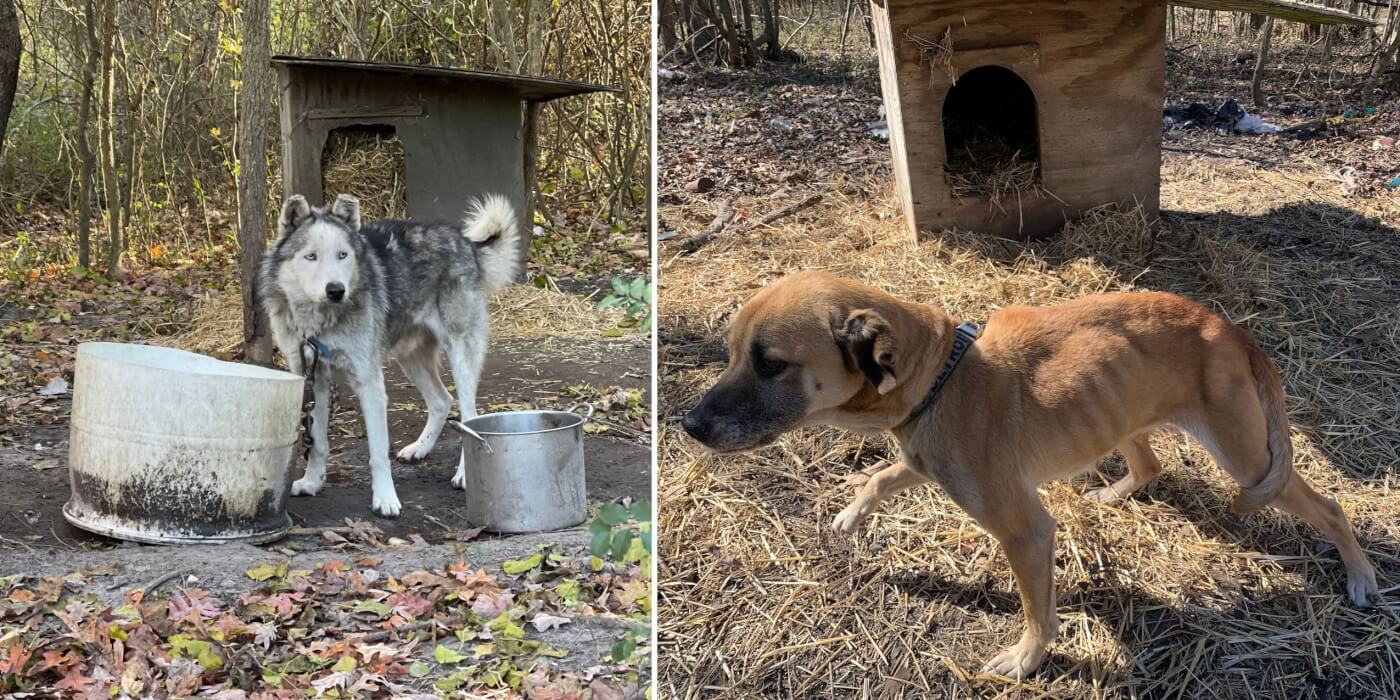 Dogs Zeus and Sandy chained outdoors before the PETA rescue
