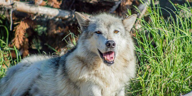 The War on Wolves Continues—Help PETA Stop It