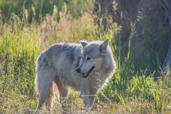 Yellowstone gray wolf