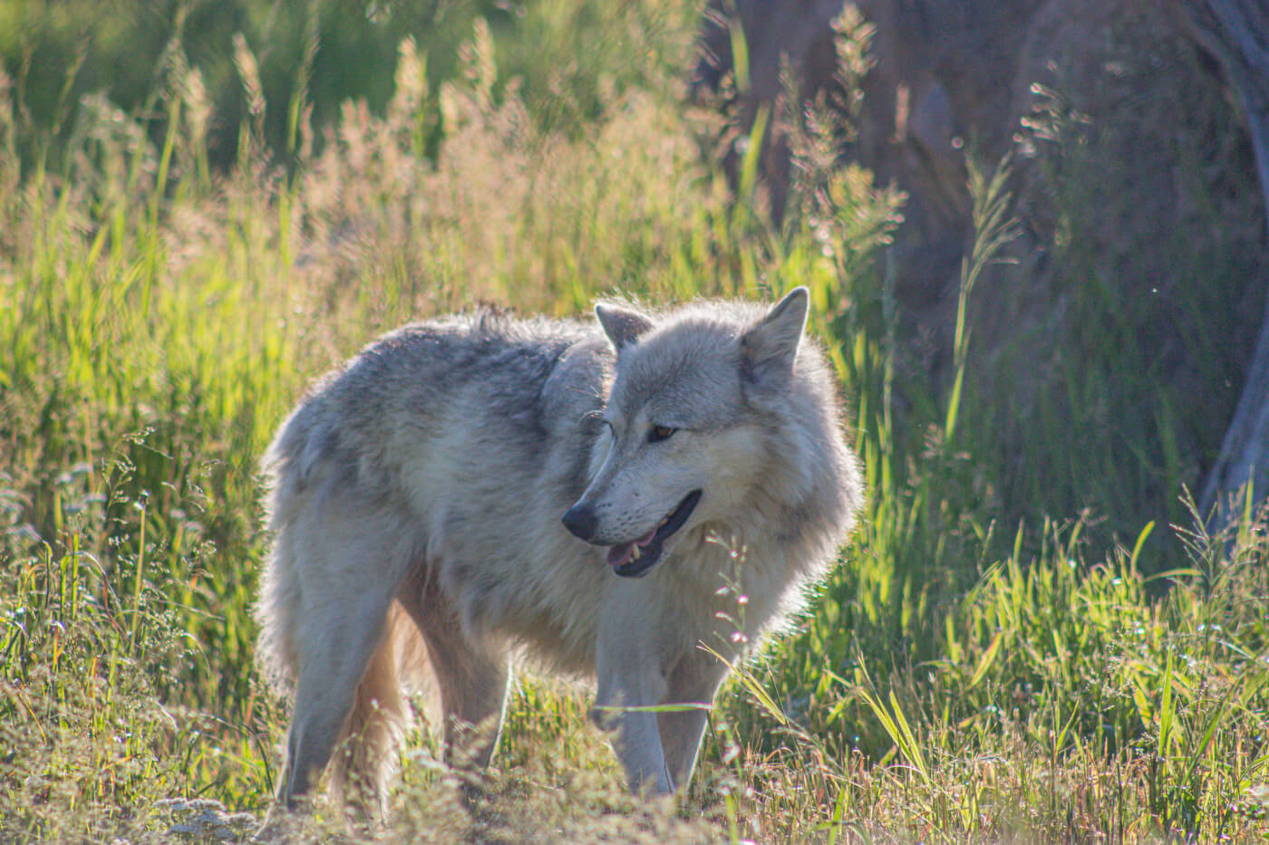 Wyoming Wolf Tormented; How to Help Yellowstone Wolves | PETA